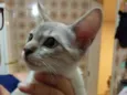 Tom