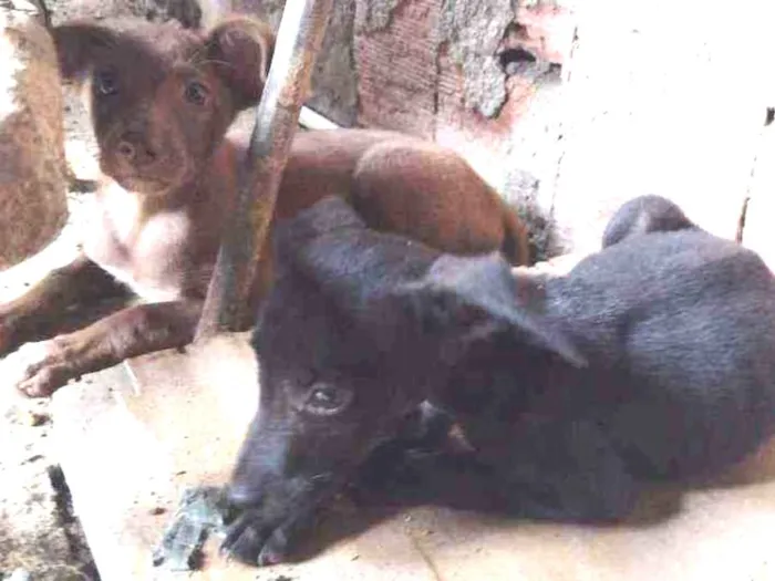 Cachorro ra a Misturada idade Abaixo de 2 meses nome Teela, T'challa e Ge