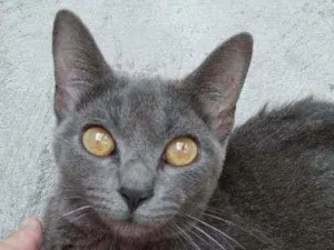 Gato raça não definida idade 1 ano nome Lua