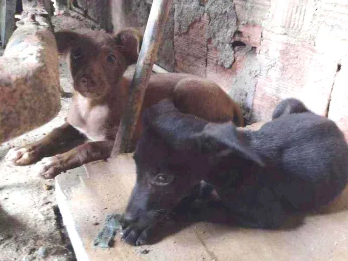 Cachorro ra a Misturada idade Abaixo de 2 meses nome Teela, T'challa e Ge