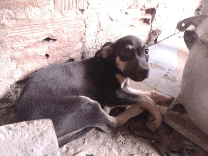 Cachorro ra a Misturada idade Abaixo de 2 meses nome Teela, T'challa e Ge