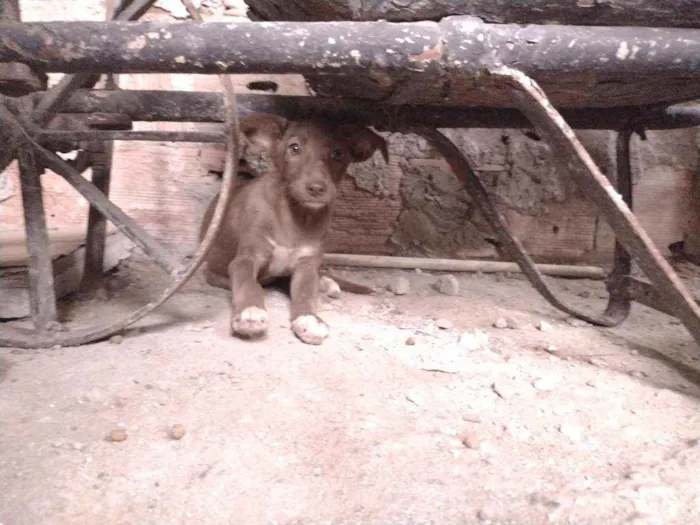 Cachorro ra a Misturada idade Abaixo de 2 meses nome Teela, T'challa e Ge