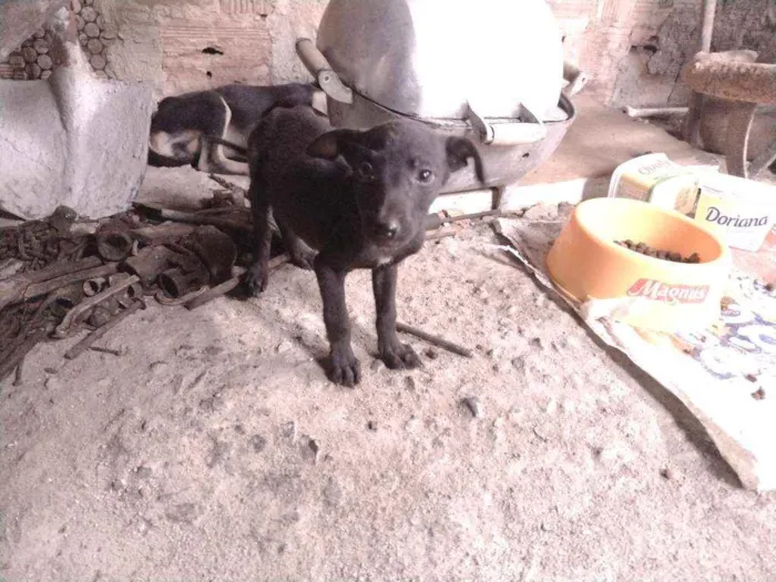 Cachorro ra a Misturada idade Abaixo de 2 meses nome Teela, T'challa e Ge