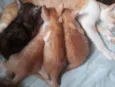 Lindos gatinhos 