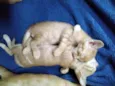 Lindos gatinhos 