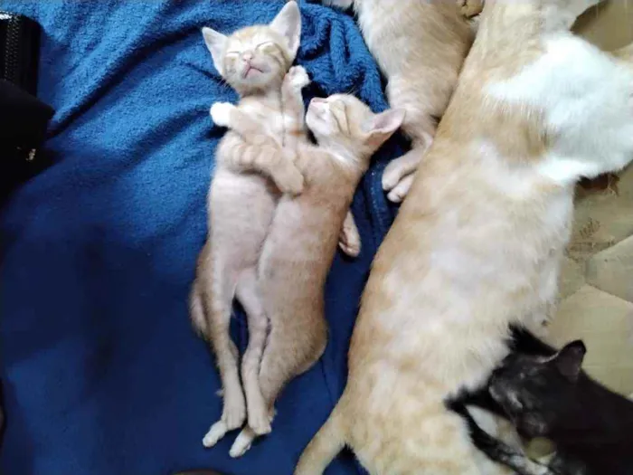 Gato raça Indefinida idade Abaixo de 2 meses nome Lindos gatinhos 