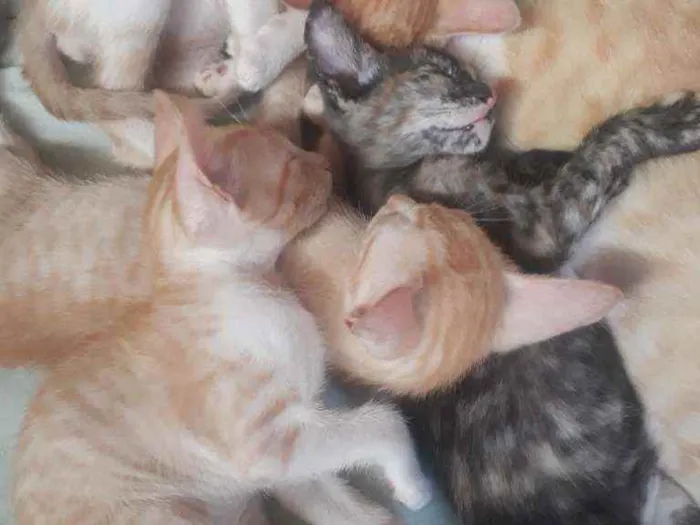 Gato raça Indefinida idade Abaixo de 2 meses nome Lindos gatinhos 