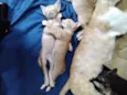 Lindos gatinhos 