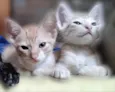 Lindos gatinhos 
