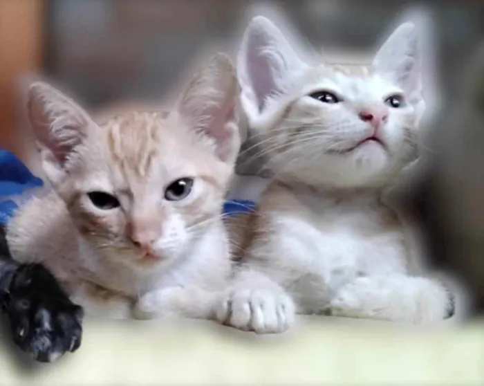 Gato raça Indefinida idade Abaixo de 2 meses nome Lindos gatinhos 