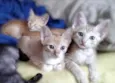 Lindos gatinhos 