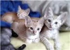 Gato raça Indefinida idade Abaixo de 2 meses nome Lindos gatinhos 