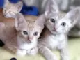 Lindos gatinhos 