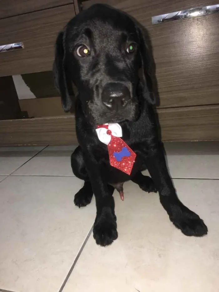 Cachorro ra a Labrador idade 2 a 6 meses nome Tyga