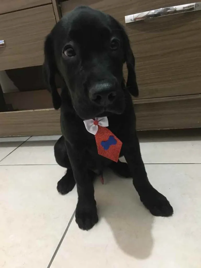 Cachorro ra a Labrador idade 2 a 6 meses nome Tyga