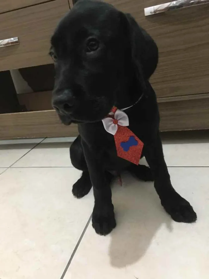 Cachorro ra a Labrador idade 2 a 6 meses nome Tyga