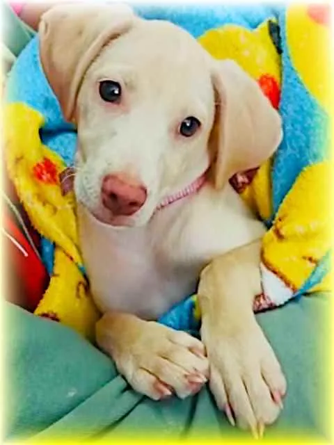 Cachorro ra a Srd idade 2 a 6 meses nome Luna