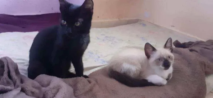 Gato ra a Preto e Siamês idade 2 a 6 meses nome Luzia e Hermes