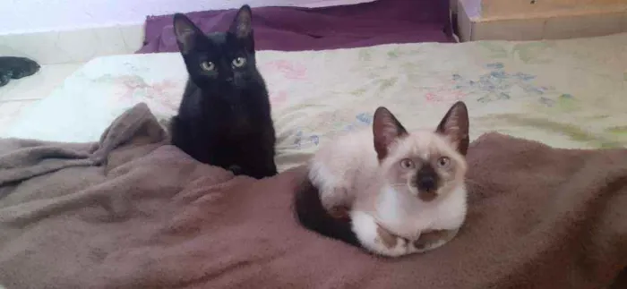 Gato ra a Preto e Siamês idade 2 a 6 meses nome Luzia e Hermes