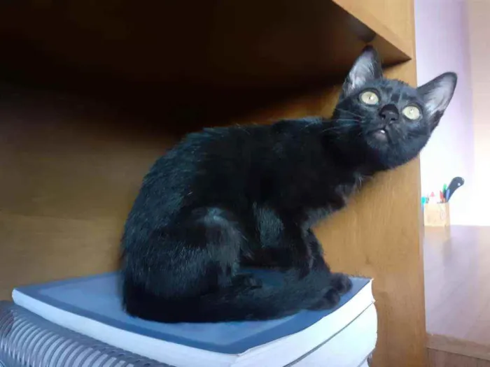 Gato ra a Preto e Siamês idade 2 a 6 meses nome Luzia e Hermes