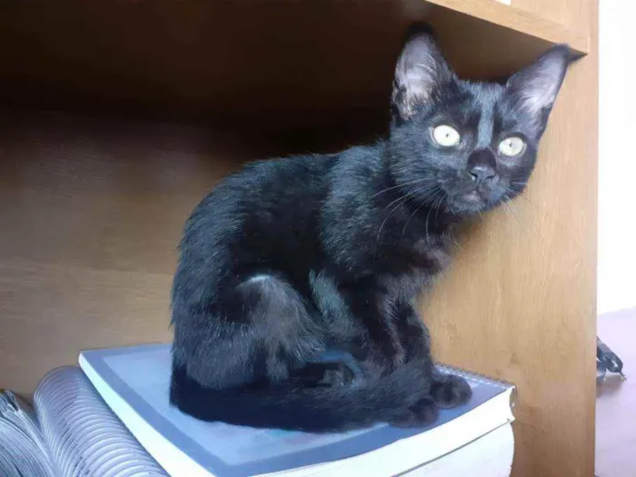 Gato ra a Preto e Siamês idade 2 a 6 meses nome Luzia e Hermes
