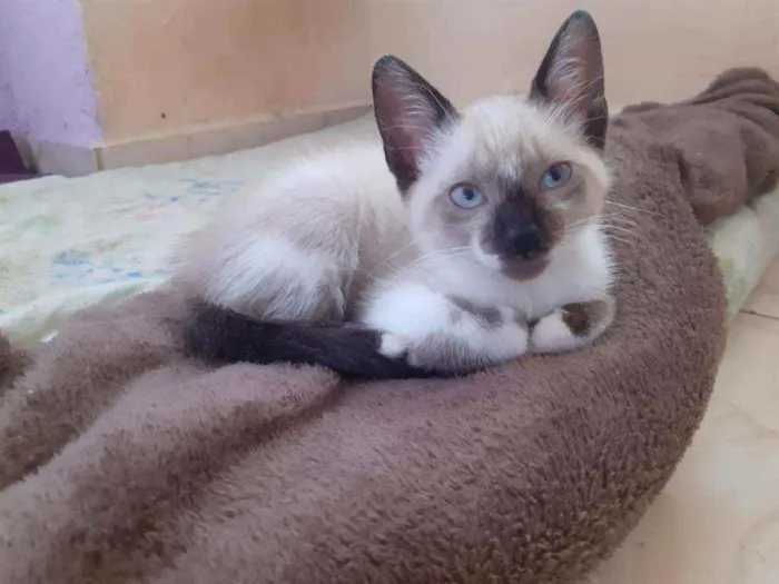 Gato ra a Preto e Siamês idade 2 a 6 meses nome Luzia e Hermes