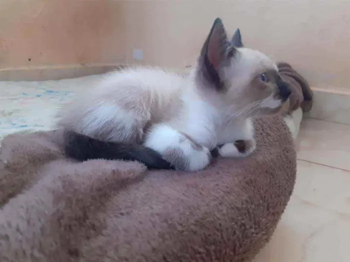 Gato ra a Preto e Siamês idade 2 a 6 meses nome Luzia e Hermes