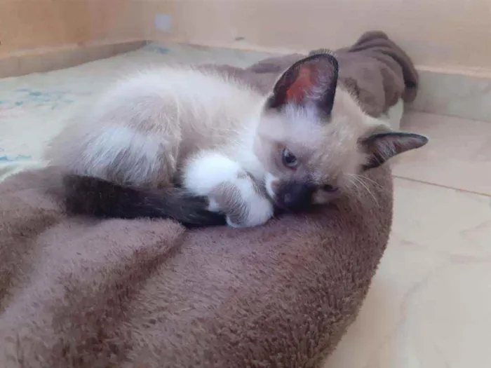 Gato ra a Preto e Siamês idade 2 a 6 meses nome Luzia e Hermes