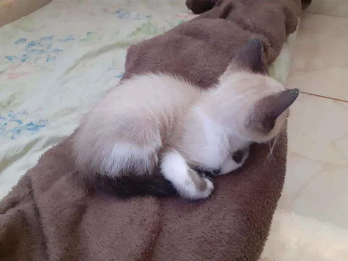 Gato ra a Preto e Siamês idade 2 a 6 meses nome Luzia e Hermes