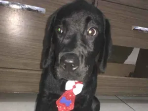 Cachorro raça Labrador idade 2 a 6 meses nome Tyga