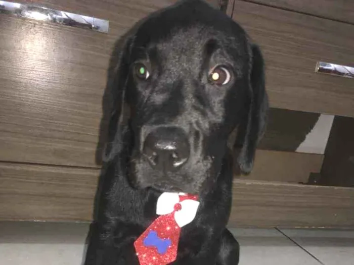 Cachorro ra a Labrador idade 2 a 6 meses nome Tyga