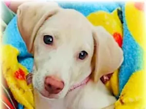 Cachorro raça Srd idade 2 a 6 meses nome Luna