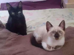 Gato raça Preto e Siamês idade 2 a 6 meses nome Luzia e Hermes