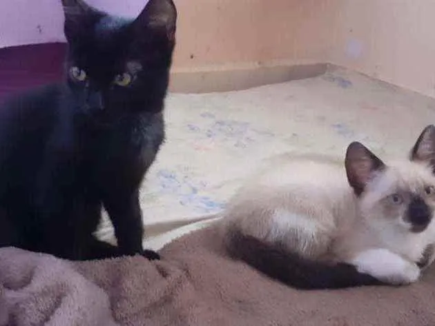 Gato ra a Preto e Siamês idade 2 a 6 meses nome Luzia e Hermes