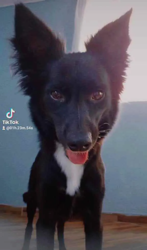 Cachorro raça Vira lata  idade 1 ano nome Princesa 