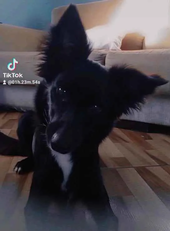 Cachorro raça Vira lata  idade 1 ano nome Princesa 