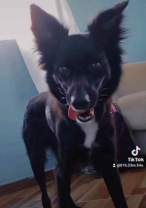 Cachorro raça Vira lata  idade 1 ano nome Princesa 