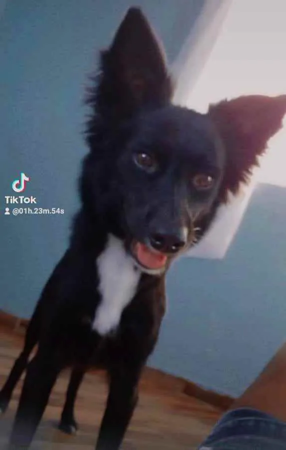 Cachorro raça Vira lata  idade 1 ano nome Princesa 