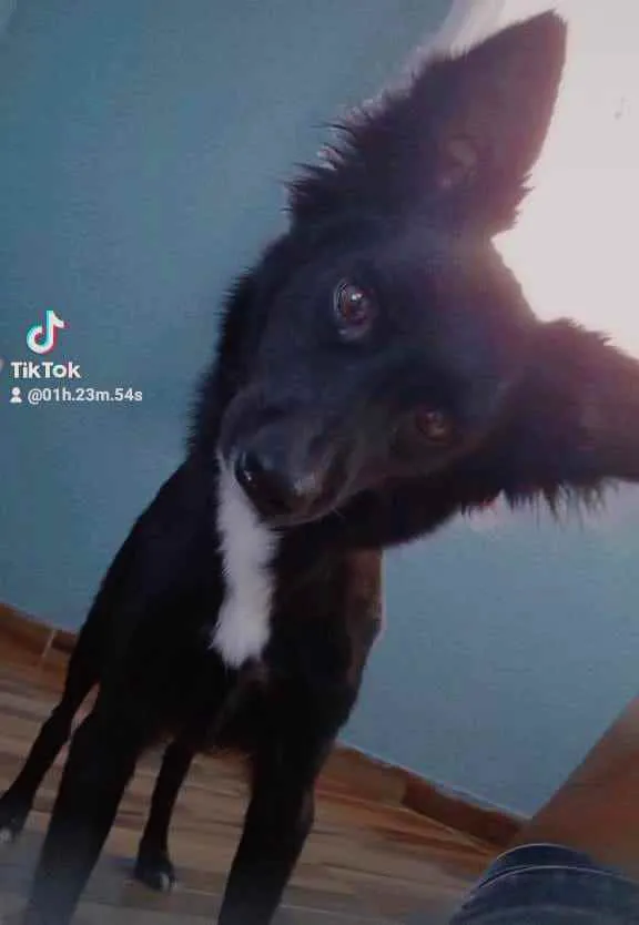 Cachorro raça Vira lata  idade 1 ano nome Princesa 