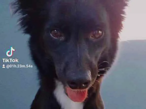 Cachorro raça Vira lata  idade 1 ano nome Princesa 