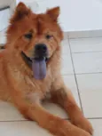Cachorro raça CHOW CHOW idade 2 anos nome AMORA