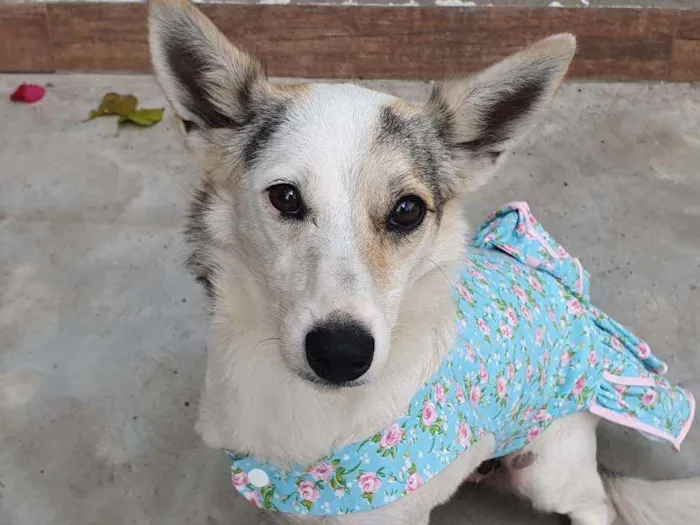 Cachorro raça srd idade 2 anos nome Branquinha