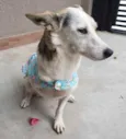 Cachorro raça srd idade 2 anos nome Branquinha