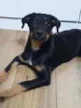 Cachorro raça SRD idade 2 a 6 meses nome LUNNA