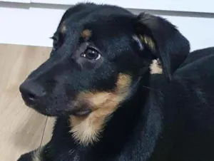 Cachorro raça SRD idade 2 a 6 meses nome LUNNA