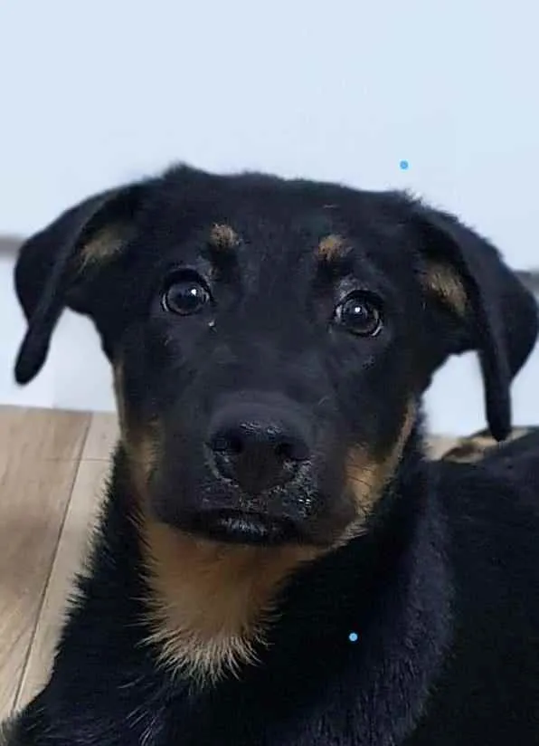 Cachorro raça SRD idade 2 a 6 meses nome LUNNA