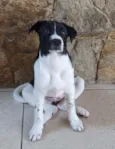 Cachorro raça SRD idade 2 a 6 meses nome LANNA