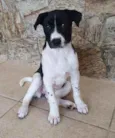 Cachorro raça SRD idade 2 a 6 meses nome LANNA