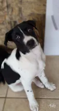 Cachorro raça SRD idade 2 a 6 meses nome LANNA