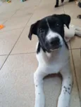 Cachorro raça SRD idade 2 a 6 meses nome LANNA
